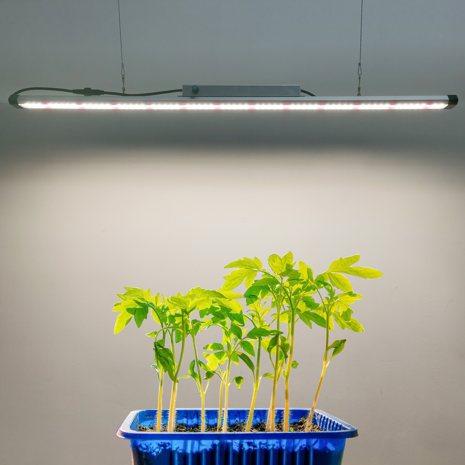 100W Tam Spektrumlu LED Bitki  - Plant Grow Light Full Spectrum incelemesi ve fiyatı